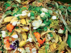 Bioabfall Grüncontainer