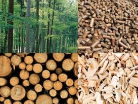 Holz Biomasse | Toel Recycling AG