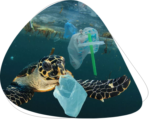 Schildkröten schwimmen im Meer durch Plastik-Abfall