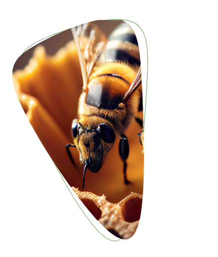 EPS-Styropor für Bienen